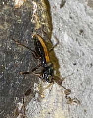 Reduviidae