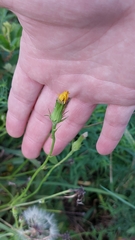 Pyrrhopappus carolinianus
