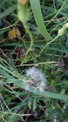 Pyrrhopappus carolinianus