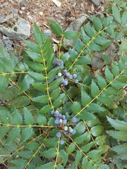 Berberis nervosa