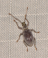 Cyrtepistomus castaneus