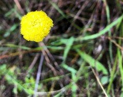 Craspedia variabilis