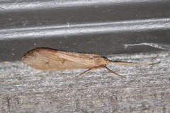 Onocosmoecus unicolor