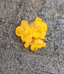 Dacrymyces chrysospermus