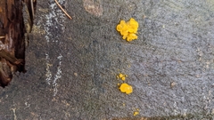 Dacrymyces chrysospermus