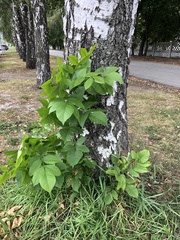 Fraxinus pennsylvanica