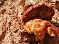 Hemipholiota populnea