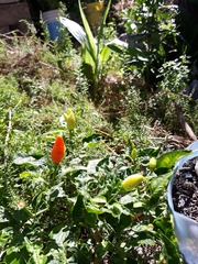 Capsicum annuum