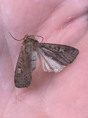 Xestia xanthographa