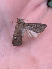 Xestia xanthographa
