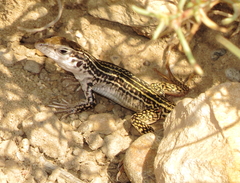 Aspidoscelis tesselatus