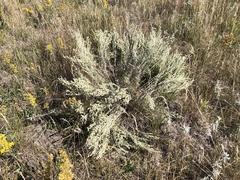 Artemisia frigida