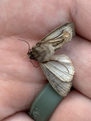 Xestia xanthographa