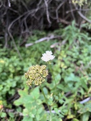 Ligusticum