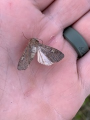 Xestia xanthographa