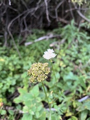 Ligusticum