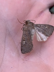 Xestia xanthographa