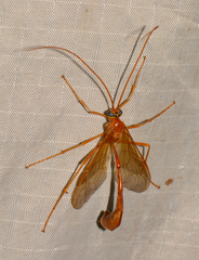 Enicospilus americanus-complex