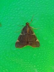 Hypsopygia binodulalis