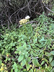 Ligusticum