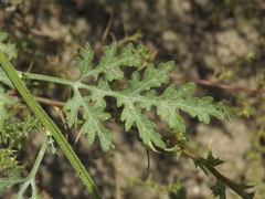 Ambrosia acanthicarpa
