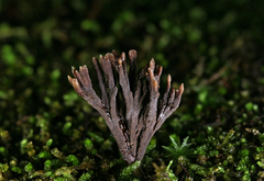 Thelephora