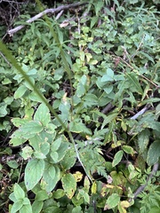 Ligusticum