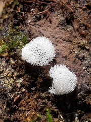 Ceratiomyxa
