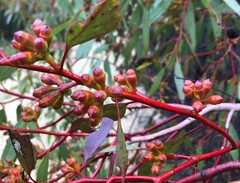 Eucalyptus phenax