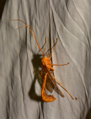 Enicospilus americanus-complex