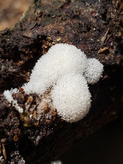Ceratiomyxa