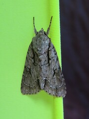 Acronicta lobeliae