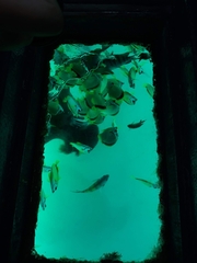 Johnrandallia nigrirostris