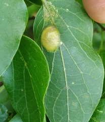 Pachypsylla celtidisumbilicus