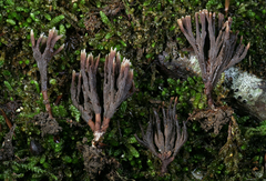 Thelephora