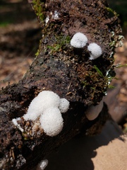 Ceratiomyxa