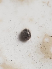 Rhyzobius lophanthae