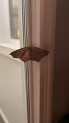 Prochoerodes lineola