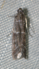 Erelieva parvulella