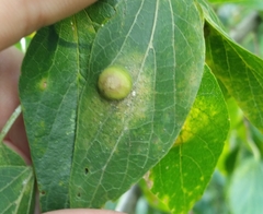 Pachypsylla celtidisumbilicus