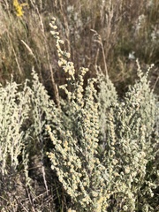 Artemisia frigida