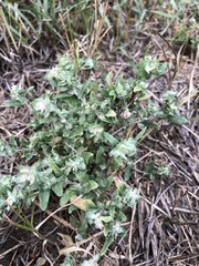 Atriplex tatarica