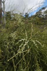 Leptomeria drupacea
