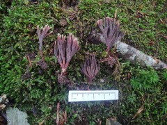 Thelephora