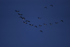 Threskiornis spinicollis