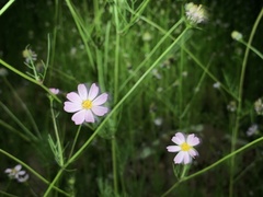Cosmos parviflorus