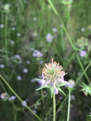 Cosmos parviflorus