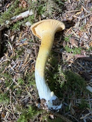 Cantharellus