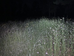 Cosmos parviflorus