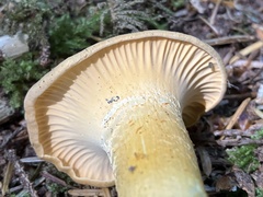 Cantharellus